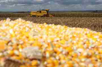  Milho chega ao fim do ano como principal aposta do produtor paranaense, aponta Deral